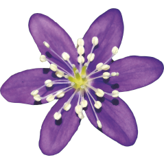 Anemone violet