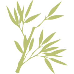 Branche olivier