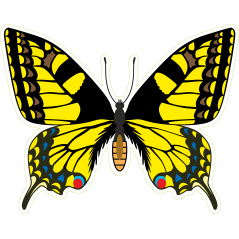 Papillon jaune noir