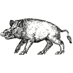 Sanglier
